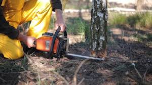 Best Lawn Pest Prevention  in Toquerville, UT