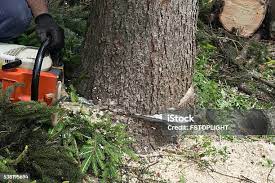 Trusted Toquerville, UT Tree Removal Experts