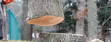 Best Storm Damage Tree Cleanup  in Toquerville, UT