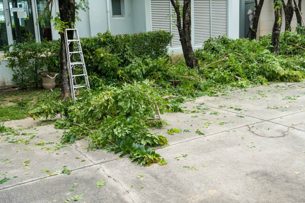 How Our Tree Care Process Works  in  Toquerville, UT