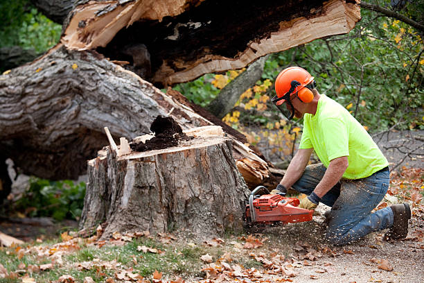 Best Landscape Design and Installation  in Toquerville, UT