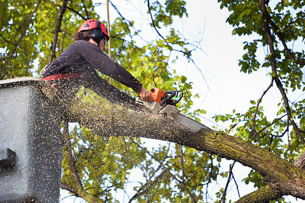 Best Tree Cabling and Bracing  in Toquerville, UT