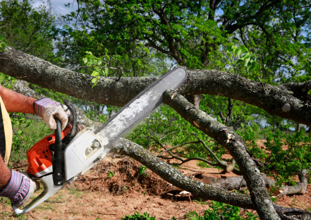 Best Tree Maintenance Programs  in Toquerville, UT